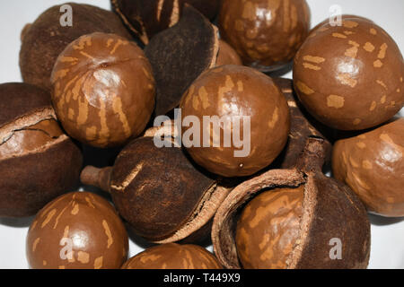 Fresh Macadamia Tree Nuts In Shell And Husk Stock Photo