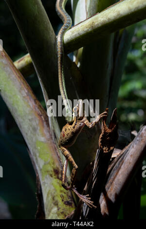 Painted Bronzeback Snake, Dendrelaphis pictus, eating Common Tree Frog, Polypedates leucomystax, Klungkung, Bali, Indonesia Stock Photo