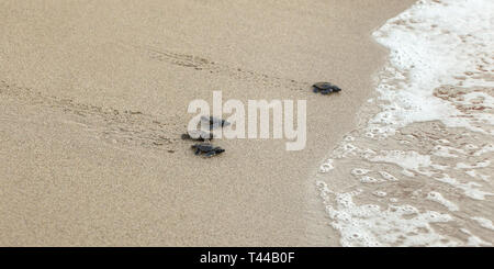 Baby turtles, just hatched from eggs, walking on sand trying to get into sea Stock Photo