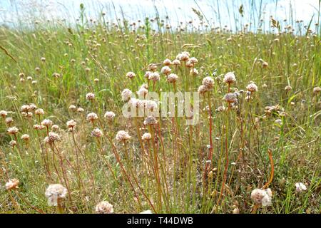 Wildflowers on the former atomic bomb and radar testing site at Orford Ness, Orford, Suffolk, UK. Now a wetland landscape and nature reserve. Stock Photo