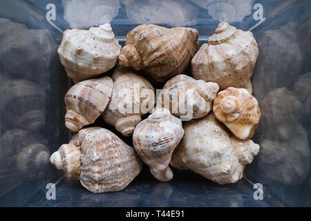 Shells of many types and sizes are found on our shelling beaches. Close-up view of seashells in the box. Top view, marine concept. Stock Photo