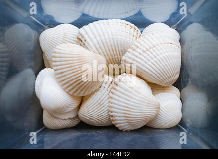 Shells of many types and sizes are found on our shelling beaches. Close-up view of seashells in the box. Top view, marine concept. Stock Photo