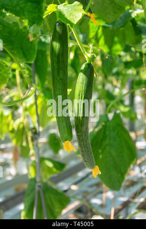 Cucumbers with flower on a plant somewhere in a huge greenhouse in the Netherlands Stock Photo