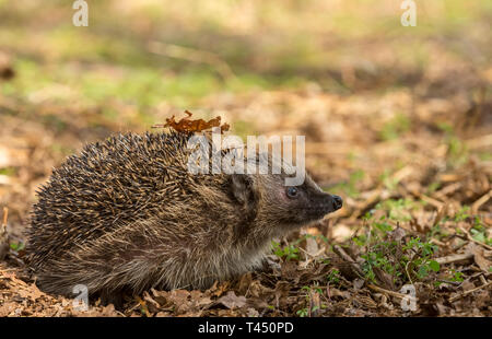 Hedgehog, (Scientific name: Erinaceus Europaeus) wild, native, European hedgehog in natural woodland habitat, emerging from hibernation in Spring time Stock Photo