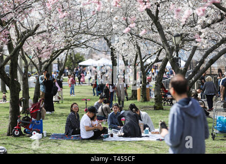 New York, USA. 13th Apr, 2019. People have picnic under cherry blossoms on Roosevelt Island in New York, the United States, April 13, 2019. The Roosevelt Island Cherry Blossom Festival was held here on Saturday, attracting crowds of visitors. Credit: Zou Guangping/Xinhua/Alamy Live News Stock Photo