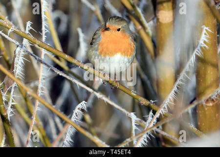 Havelberg, Germany. 21st Jan, 2019. A robin (Erithacus rubecula) sits in a bush with hoarfrost in Havelberg. After low values in the previous year, the Nature Conservation Union (Nabu) is once again registering more winter birds in German gardens. Credit: Peter Gercke/dpa-Zentralbild/ZB/dpa/Alamy Live News Stock Photo