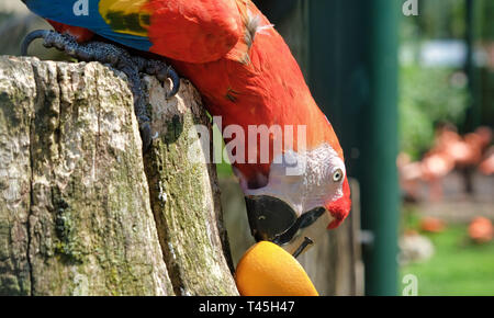 Vibrant parrot eating an orange in Amsterdam Zoo Artis Stock Photo