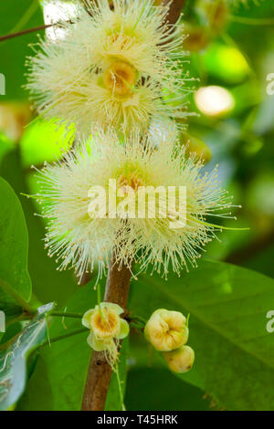 Malay Apple Flower Stock Photo