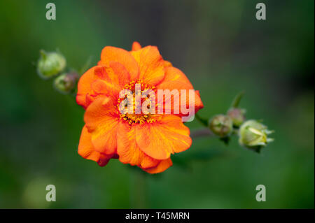 Flower head of Geum 'Prinses Juliana', with buds, short depth of field Stock Photo