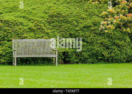 Classic wooden garden bench in front of a large box, Buxus sempervirens, hedge, with grass and flowering Japanese Andromeda, Pieris Japonica, shrub Stock Photo