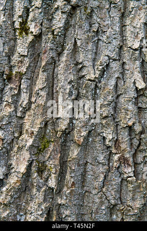 Pine Tree Bark Close Up Stock Photo