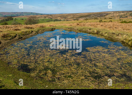 The hills of Radnorshire above the Wye Valley in Wales showing a pond or pool with the hills disappearing into the distance on a sunny Spring day Stock Photo