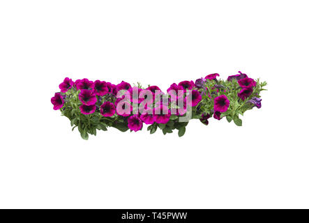 Pink or purple magenta petunia flowers in string margin design element. Stock Photo