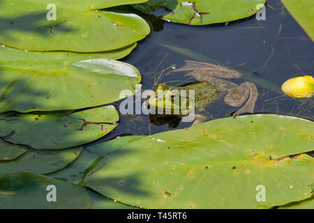 Bull frog sitting on a water lily leaf Stock Photo