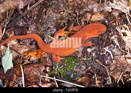 Red spotted newt Stock Photo