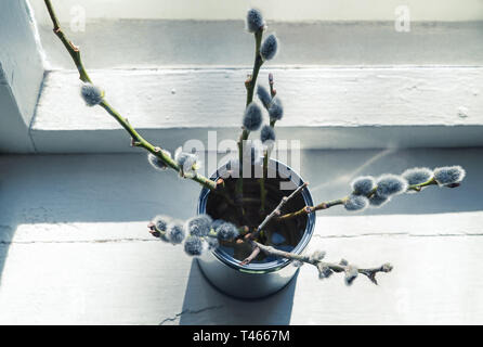 Closeup of natural wild simple tree twigs with cute soft easter decoration  spring buds in rustic jar inside vintage windowsill with april sunlight Stock Photo
