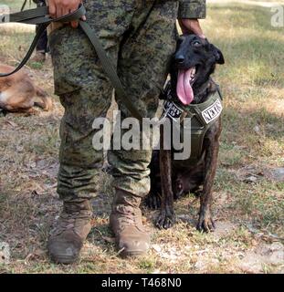 Nexus, a Filipino working dog with the Philippines army stands next to his handler during 'gunshot' drills on Camp Aquino, March 6, 2019. The dog recieves praise and toys while another soldier fires blanks near by to help the dog not panic during gunfire. Stock Photo