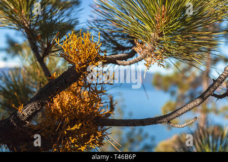 Close up at the juniper mistletoe growing on the branches of a Jeffrey pine tree, Lake Tahoe, California, USA Stock Photo