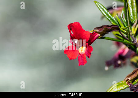 Close up of Sticky Monkey Flowers (Diplacus puniceus) wildflower blooming in East San Francisco bay area, California Stock Photo