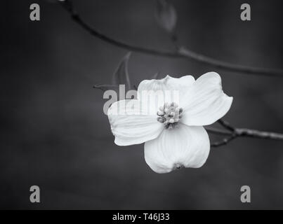 Dogwood Flower close up in Black and White Stock Photo