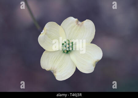 Dogwood Flower Close Up Stock Photo