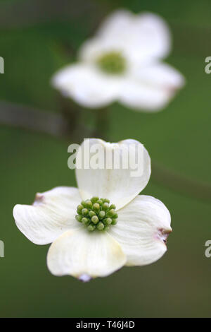 Dogwood Flower Close Up Stock Photo