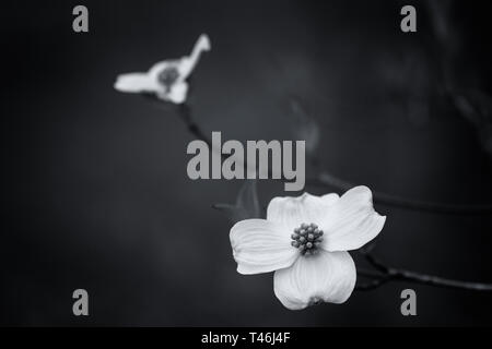 Dogwood Flower close up in Black and White Stock Photo