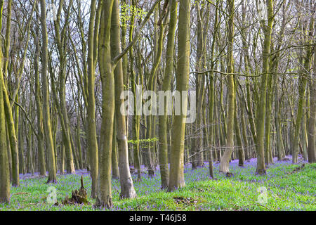 Early April bluebells in Meenfield wood, Shoreham, Kent, England. Theses were among the first bluebells to flower in SE England in 2019 Stock Photo