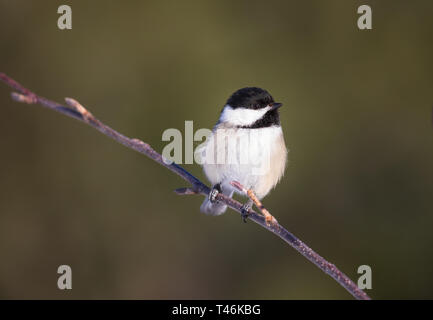 Black-capped chickadee perched in a speckled alder.