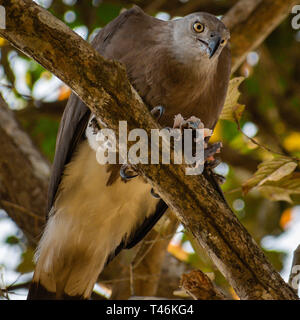 Close Up of Grey Headed fish eagle or ichthyophaga ichthyaetus at Kaziranga National Park India with prey Stock Photo