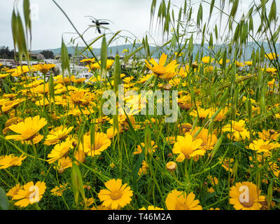 Garland chrysanthemum daisy yellow blooming flowers. Bright landscape background. Grass wildflower nature field in Israel hights. Sunny weather flying Stock Photo