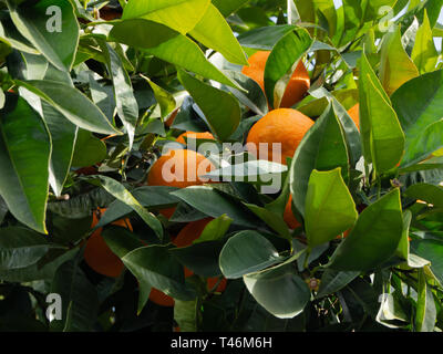 Bunch of oranges on the tree Stock Photo