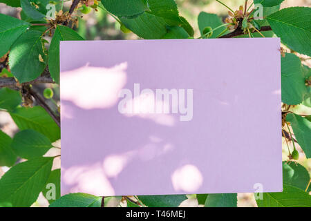 Purple paper blank and green cherry leaves at the background. Stock Photo