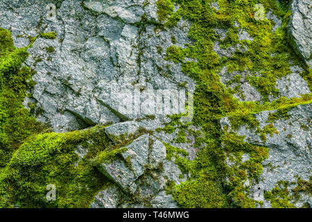 Moss on a rock face. Relief and texture of stone with patterns and moss. Stone natural background. Stone with Moss. Stock Photo