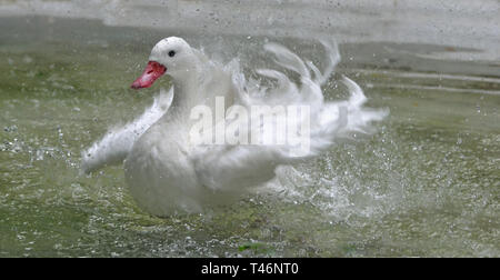 Coscoroba Swan splashing in the water at Cotswold Wildlife Park, Burford, Oxfordshire, UK Stock Photo