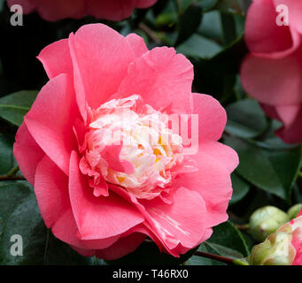 Camellia japonica ‘Elegans’ a deep pink camellia with white centre blooming in February in the conservatory at Chiswick House, Chiswick, London, UK Stock Photo