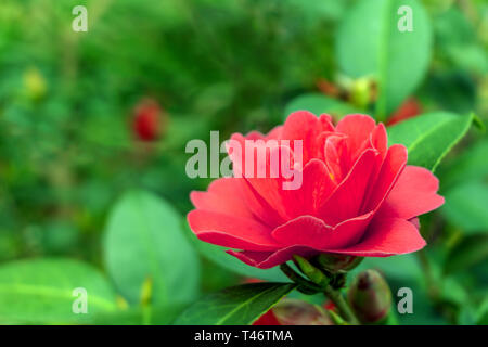 Close-up of a red Camellia freedom bell (Japanese Camellia) Flower with green Leaves in the Background. View of a purple Camellia Flower. Stock Photo