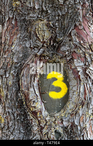 Yellow number three ( 3 ) written on the tree Stock Photo