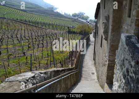 Epesses village by Lake Geneva in Vaud, Lavaux, Switzerland Stock Photo