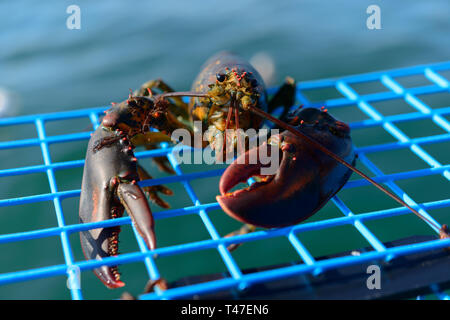 Lobster sitting on a Lobster Pot. Stock Photo