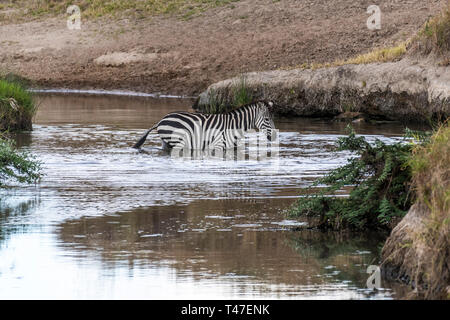 Zebras crossing small water stream in Maasai Mara during migration