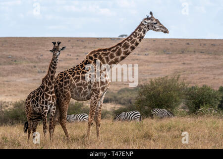 Giraffes walking in savanna at day light in Maasai Mara, Africa Stock Photo