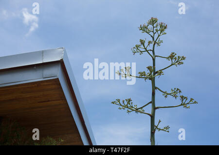 Blooming agave plants in Austin, Texas Stock Photo