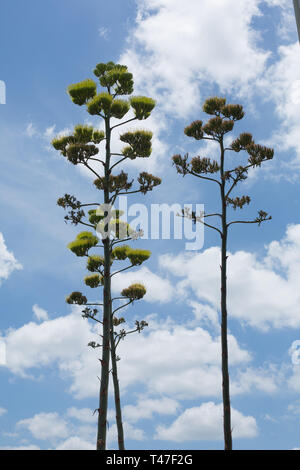 Blooming agave plants in Austin, Texas Stock Photo
