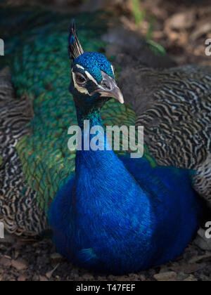Closeup of a peacock's face Stock Photo