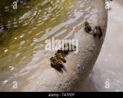 Bees drinking water from a fountain during a hot day in the Texas heat Stock Photo