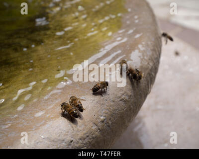 Bees drinking water from a fountain during a hot day in the Texas heat Stock Photo