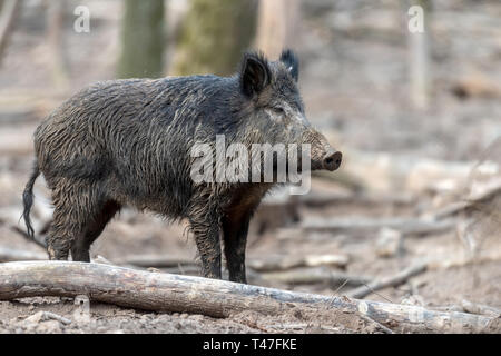 Wild boar male in the forest, (sus scrofa)