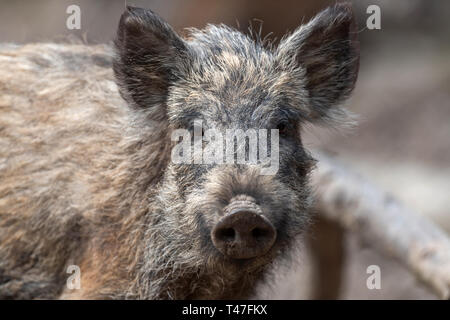 Wild boar male in the forest, (sus scrofa) Stock Photo