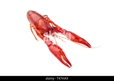 Boiled red crawfish isolated on white background Stock Photo